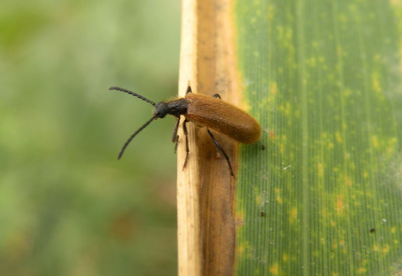 Lagria hirta